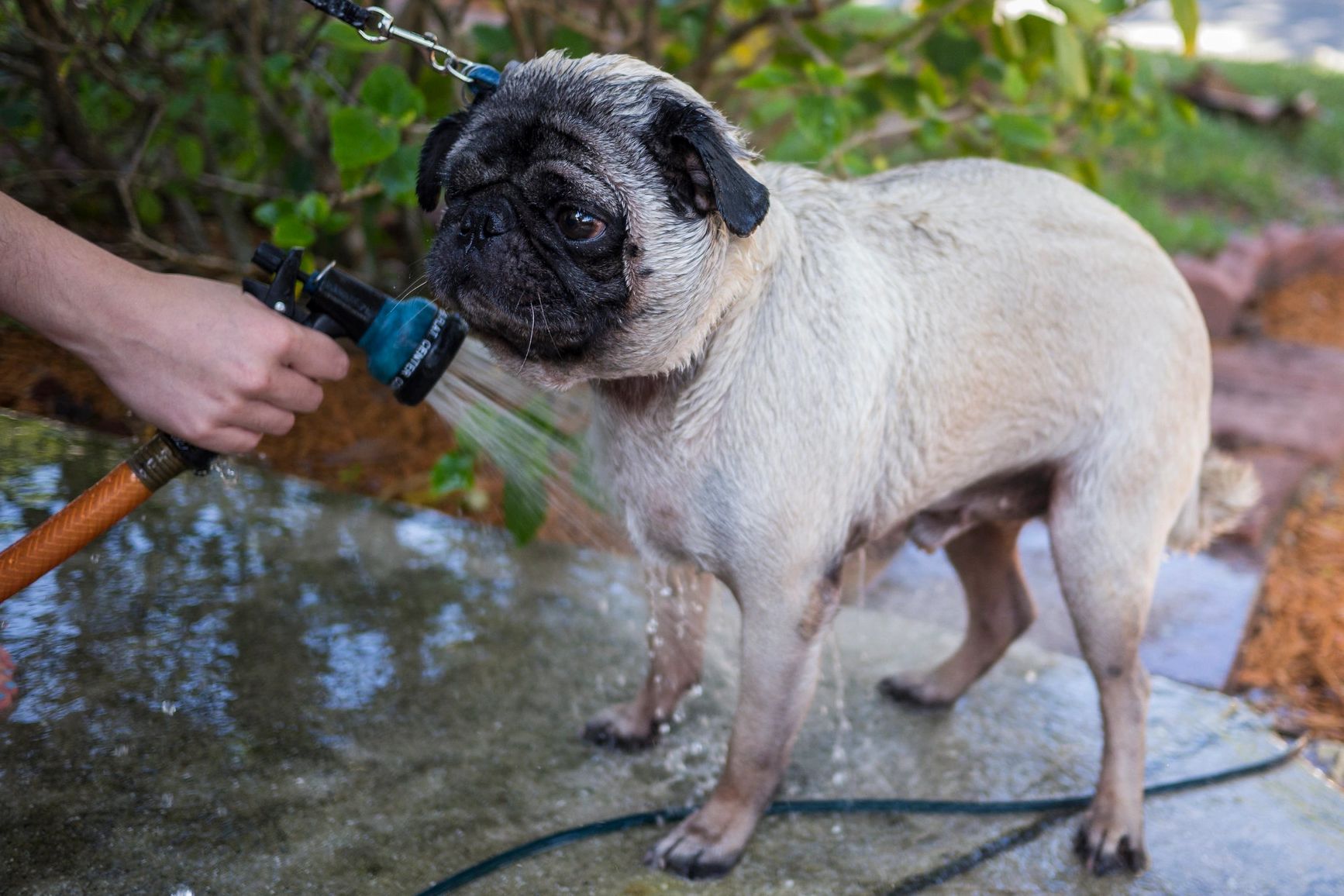 cold dog because of no hot water.