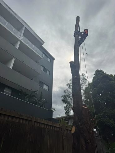 Remaining limb from large tree growing between apartments with climber slowly cutting section safely