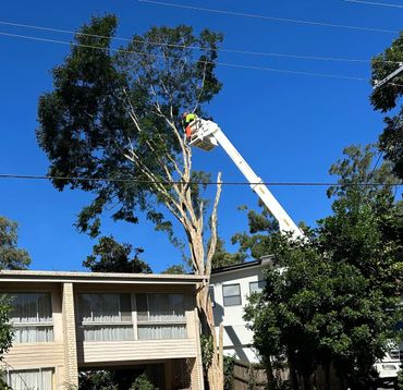 Insulated cherry picker being used as aid to remove large tree with limbs over lines
