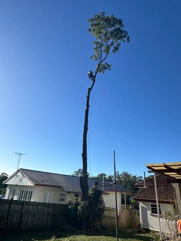 Large tree with last limb remaining and tree climber near top of tree