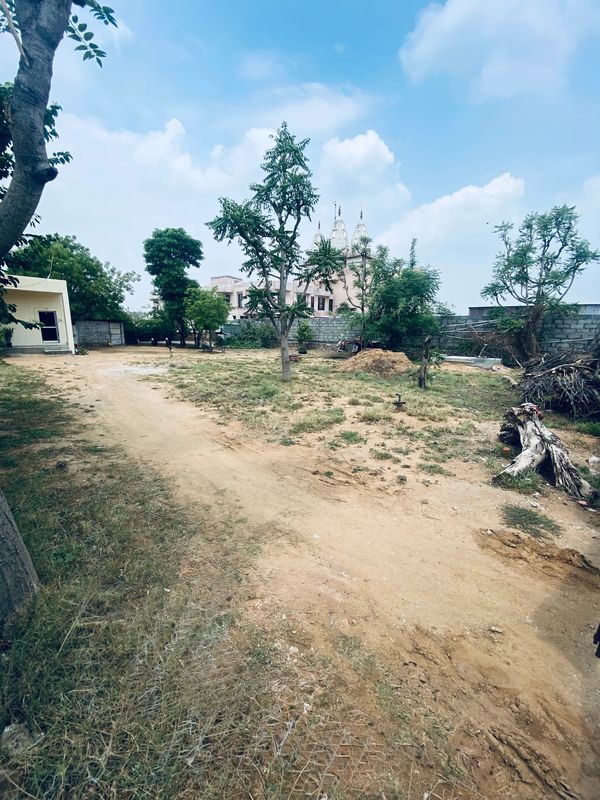Open yard with sparse trees and a temple in the background under a blue sky.