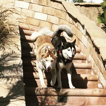 Active huskies exercising