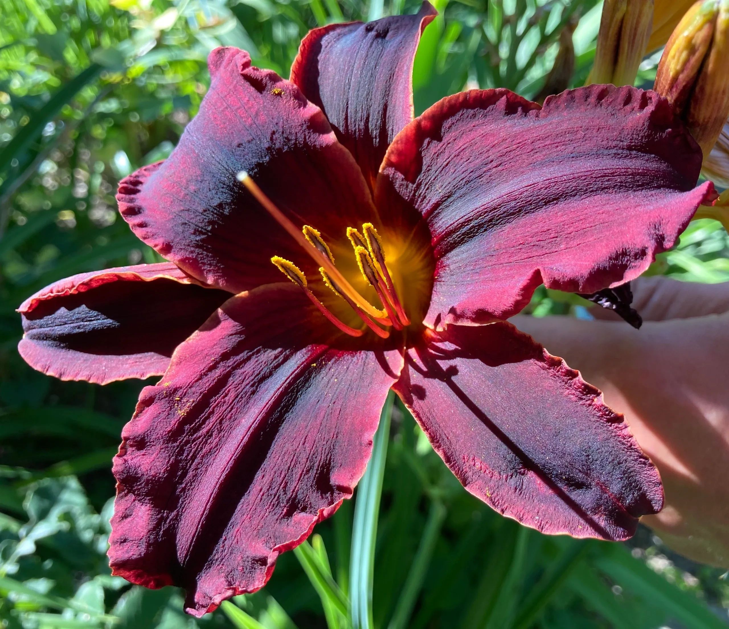Daylily Seedling hybridized by The Tattooed Gardener, Recipient of the 2023 Douglas Lycett award.