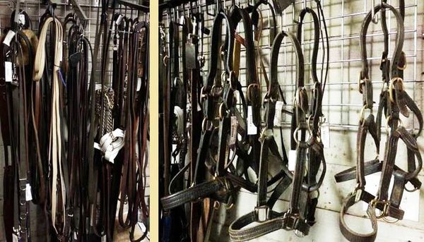 Halters and Lunging Equipment