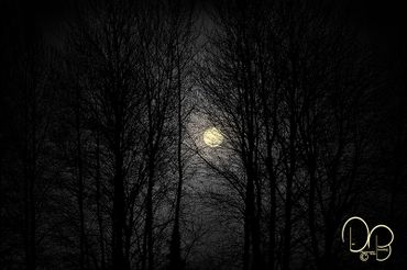 Fine Art Photography Print rising orb seen through dense trees in this solitary feeling image.