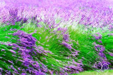 Fine Art Photography print of a field of lavender