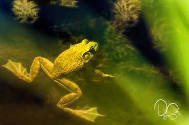 Fine Art Photography Print a frog floats in water as sunlight drapes over him very serene.