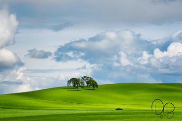 Fine Art Photography Print of a green hillside under cloudy skies with 4 trees.