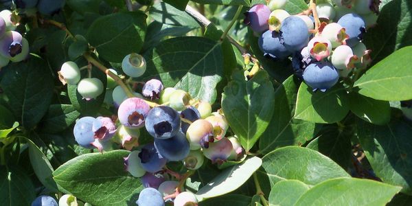 Today we have approximately 2,500 highbush blueberry bushes in 11 different varieties, growing on ab