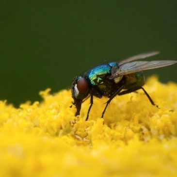 Flies Control Service - Green fly on a yellow flower