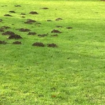 Mole control solution in a backyard