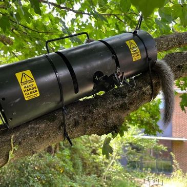 Squirrel Control Trap placed in a tree