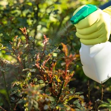 pest control service - pest spray around plants