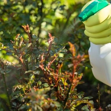 pest control service - pest spray around plants