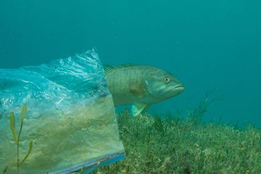 Sandwich bag in the nest of a smallmouth bass
