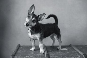 Black and white image of a small black dog looking quizzical at the camera with her head cocked to o