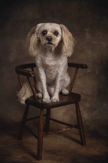 Small pale dog with fluffy ears sitting sweetly on a little wooden chair against a moody, painterly