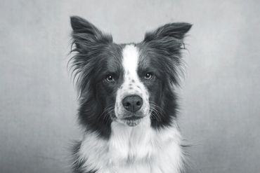 Black and white image of a border collie with freckles on his nose looking soulfully at the camera.