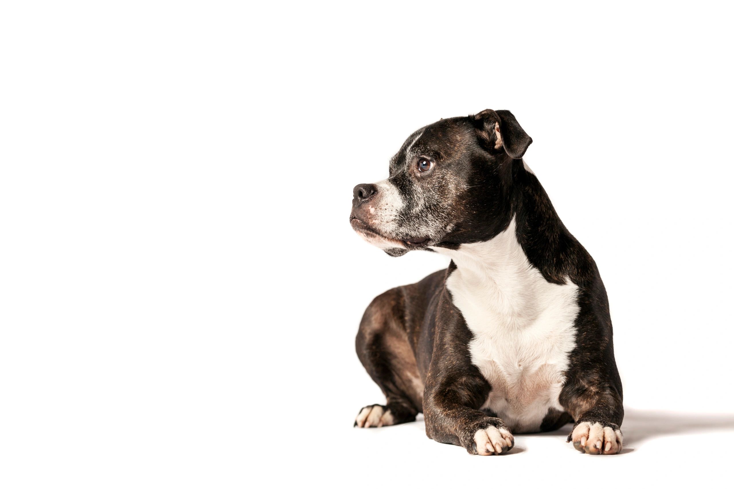 Photograph of a small black dog with a greying muzzle and soulful eyes on a white background.
