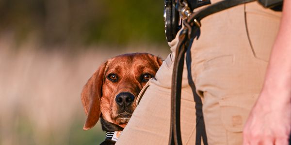 **Service Dogs**
**Obedience Training**
**Advanced Training**
**Off-Leash Training**
**Boot Camp**