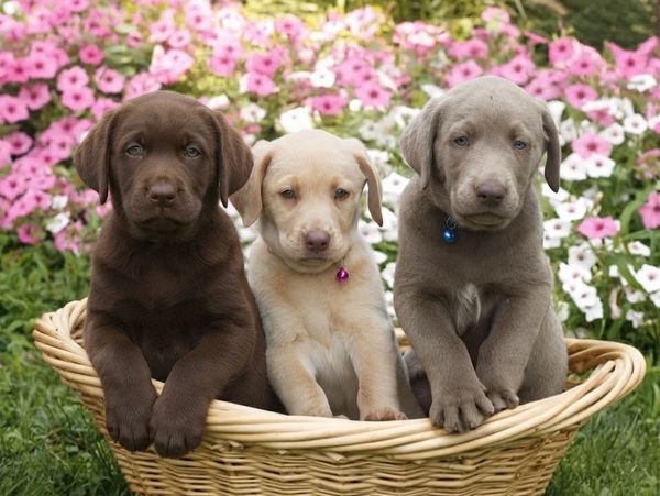 Three adorable puppies sitting in a basket surrounded by flowers.
