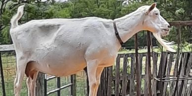 Goats just love to have fun.