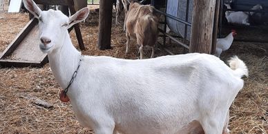 Hard working momma. Goat milk soap producer.