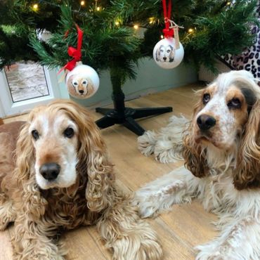 Two spaniels posing next to Christmas tree with personalised baubles hanging.