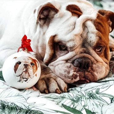 English Bulldog laying next to personalised Christmas bauble with red ribbon