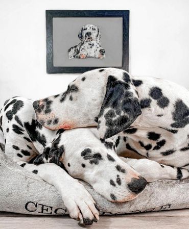 Dalmations sleeping next to their pet portrait