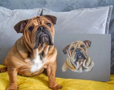 English Bulldog posing on bed next to her hand drawn pet portrait