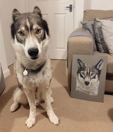 Husky posing next to hand drawn pet portrait
