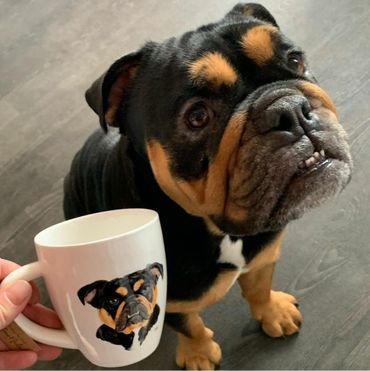 English Bulldog posing next to hand painted pet portrait coffee mug.