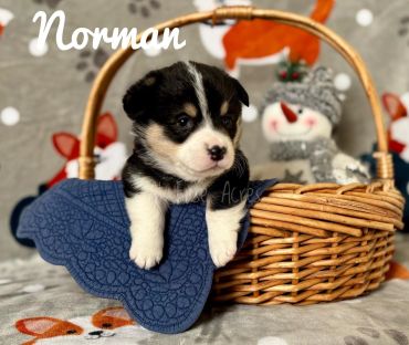 Cute puppy named Norman in a basket with a blanket.