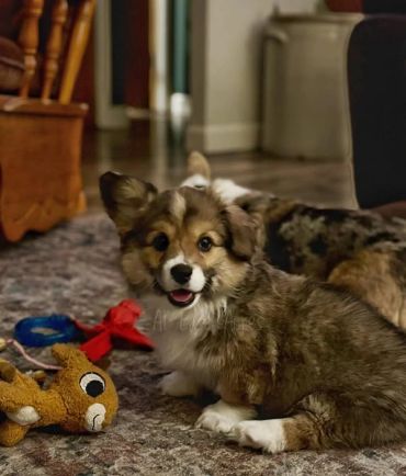 Cute puppy sitting on carpet with toys.
