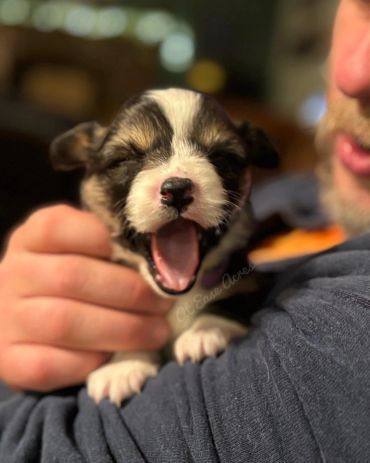 Yawning puppy held by a person.