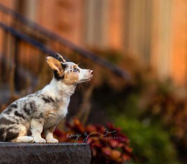 Cute tricolor puppy sitting on a step looking up.