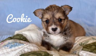 Cute puppy named Cookie lies on a quilt.