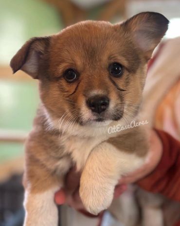Close-up of an adorable puppy with big dark eyes.