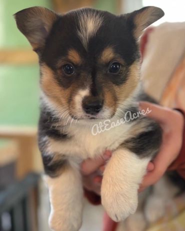 Adorable corgi puppy with expressive eyes.