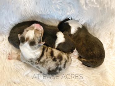 Three newborn puppies sleeping together on a soft white blanket.