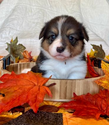 Adorable puppy surrounded by autumn leaves.