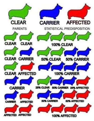 Inheritance chart showing clear, carrier, and affected dogs.