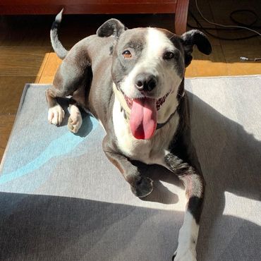 Our black and white pitbull dog lounging in the sun with his tongue out. His name is Coach.