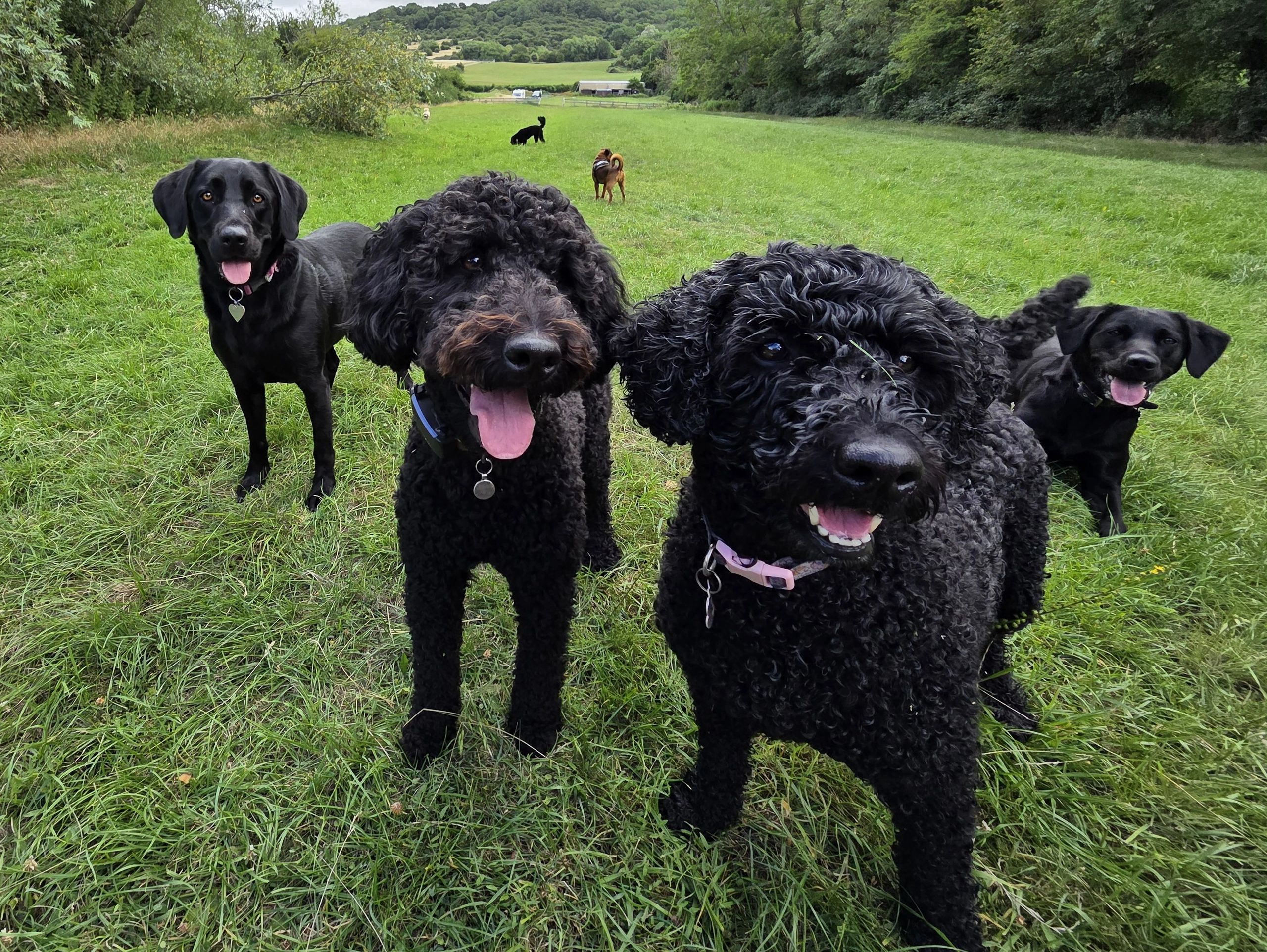 Happy dogs in a green field.