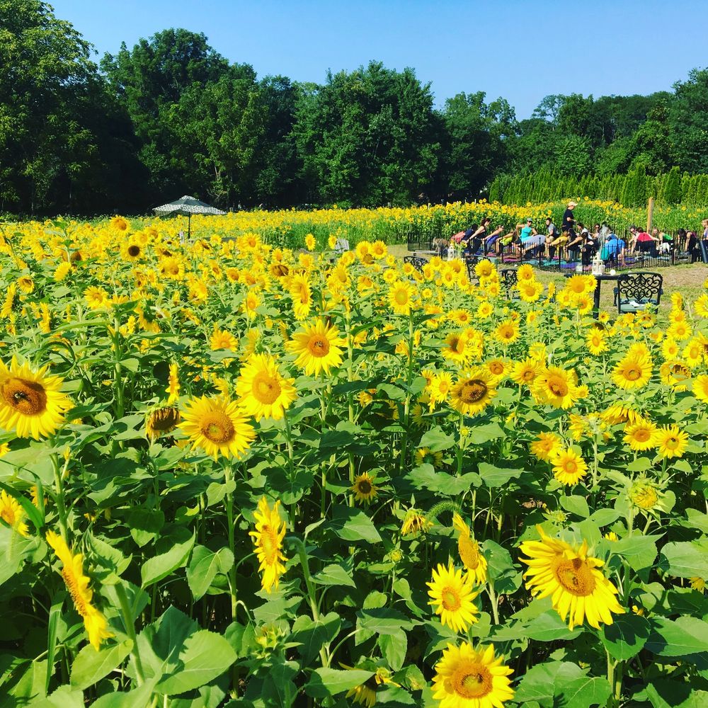 Goat yoga horse goat sunflower yoga sunflower goat yoga goat yoga Philadelphia s