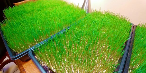 Happy, healthy, robust wheatgrass