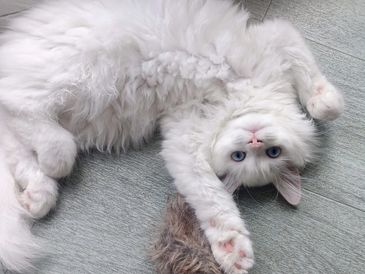 White fluffy cat lying on the floor, looking upside down.