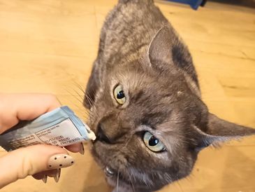 A cat enjoying food during a drop in visit