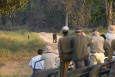 Group of tourists watching a tiger walking away on a forest path.